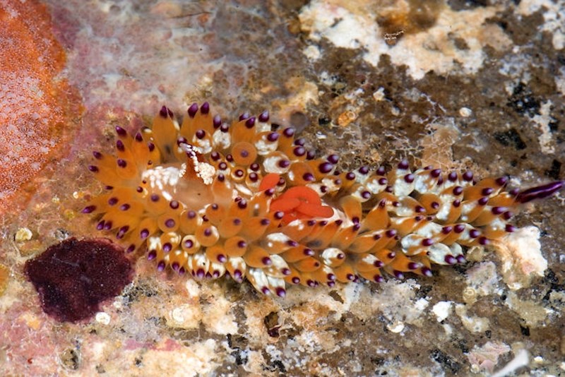 #8 Janolus Tricellarioides