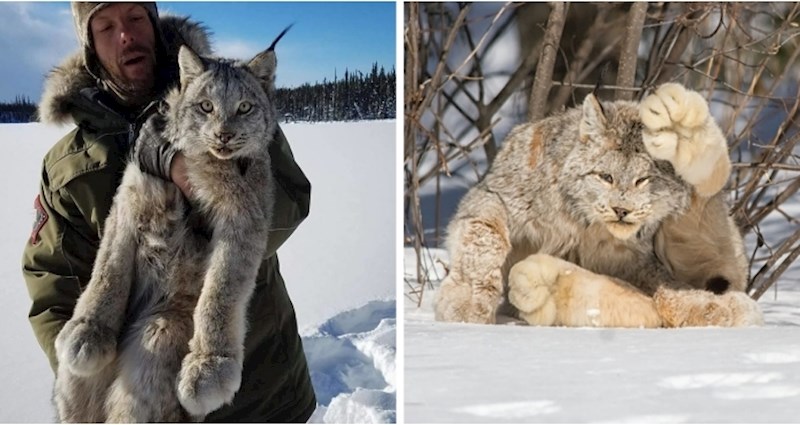 Upoznajte kanadskog risa sa šapama veličine ljudske ruke