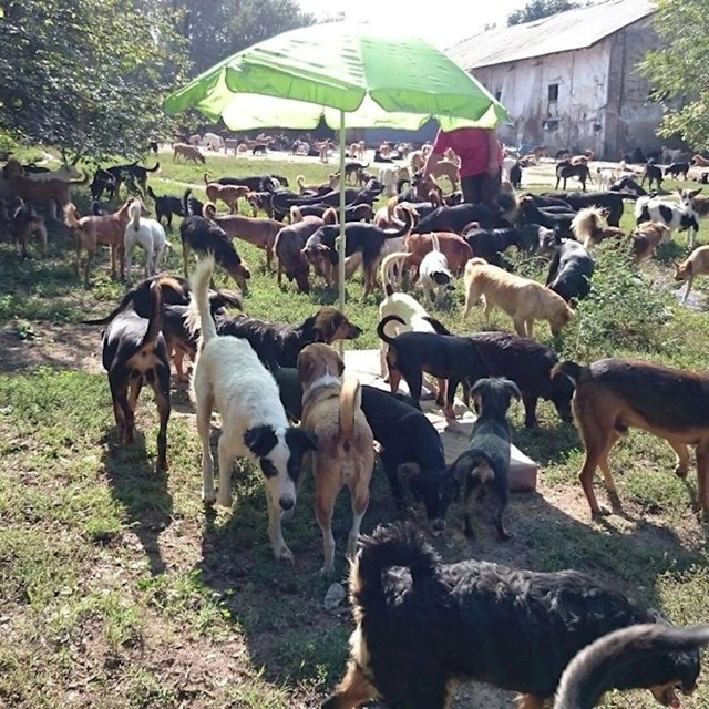 Saša nije zatvorio vrata nikome od siromašnih četveronožnih prijatelja kojima je bila potrebna njegova pomoć.
