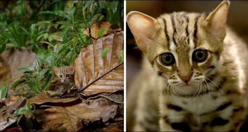 VIDEO Ovo je najmanja divlja mačka na svijetu, teži nešto malo više od jednog kilograma