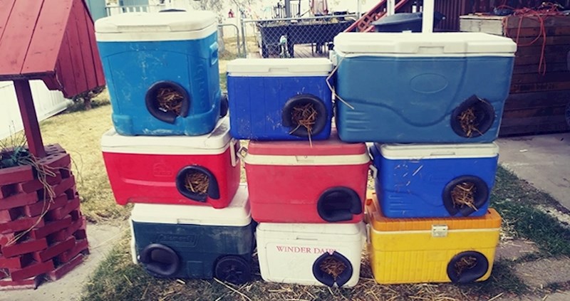 Ovaj čovjek izrađuje zimska skloništa za mačke lutalice od odbačenih hladnjaka