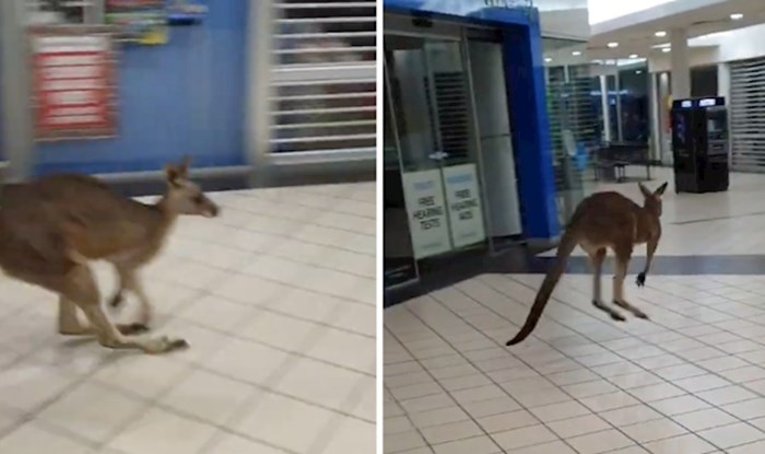VIDEO Možda je i ovaj klokan saznao za Crni petak pa je odlučio posjetiti trgovački centar