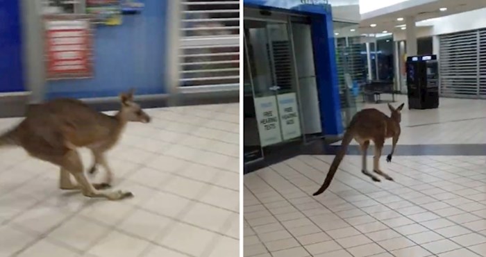VIDEO Možda je i ovaj klokan saznao za Crni petak pa je odlučio posjetiti trgovački centar