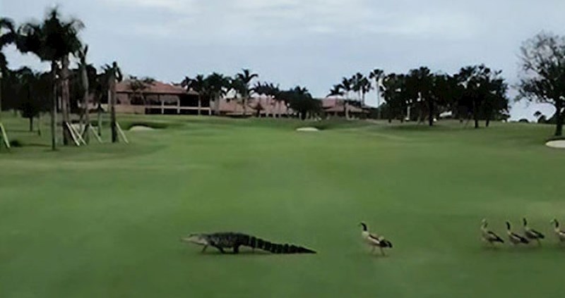 VIDEO Ovako izgleda kada bijesne patke jure aligatora po golf terenu