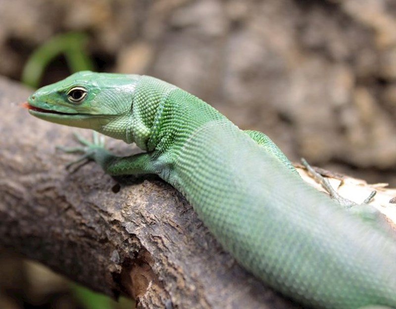 "Granica između stare i nove kože jasno je vidljiva na mom gušteru."