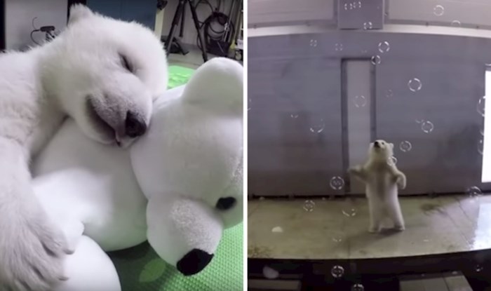 VIDEO Pogledajte kako je izgledalo odrastanje ovog preslatkog polarnog medvjedića