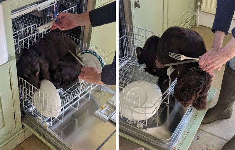 „Moj pas pokušava se sakriti u perilicu posuđa kad god kišem."