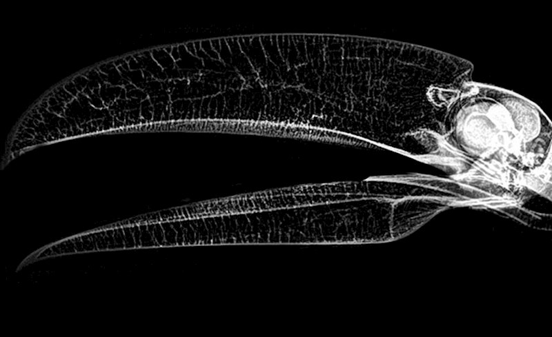 Tukanov kljun pod redgenom.