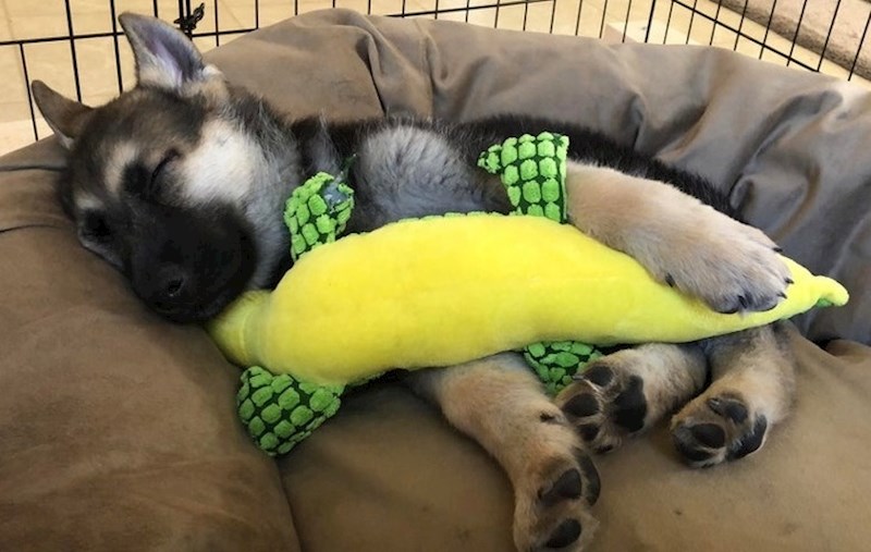 Pronađite svoju omiljenu plišanu igračku iz djetinjstva.