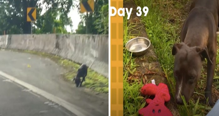 VIDEO Prekrasan primjer kako malo ljubavi i pažnje može napraviti velike stvari