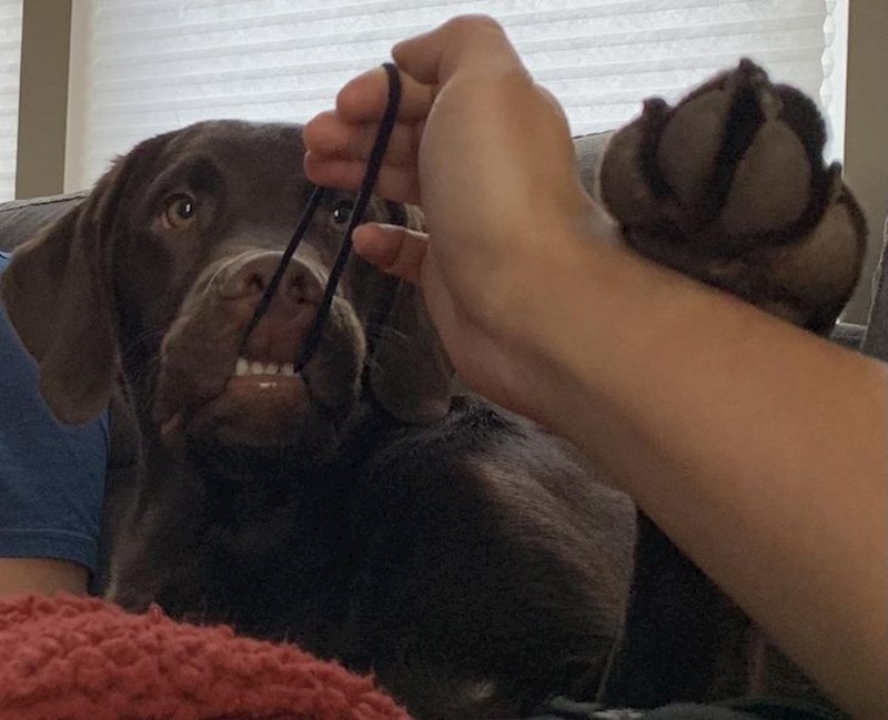 6. "Zove se Moose i ne želi prestati krasti gumice za kosu."