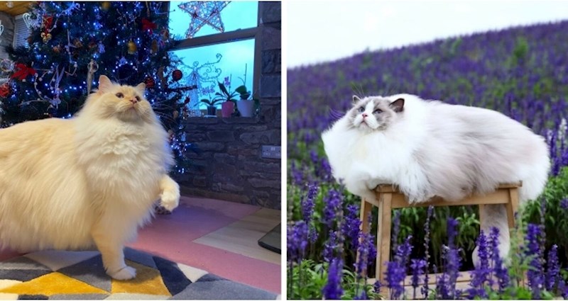 30 preslatkih fotki mački koje ćete sigurno poželjeti pomaziti