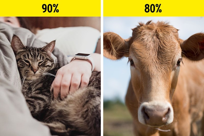 9. Dijelimo svoj DNK s drugim životinjama i biljkama.