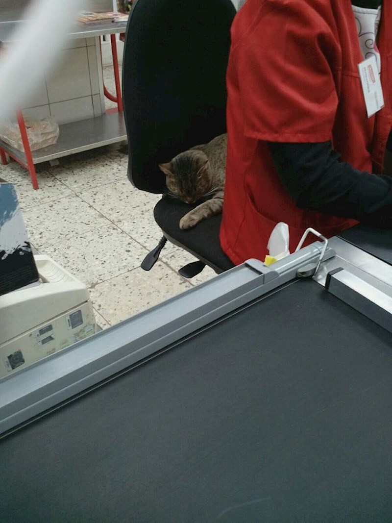 "Ova mačka čuva leđa blagajnice."