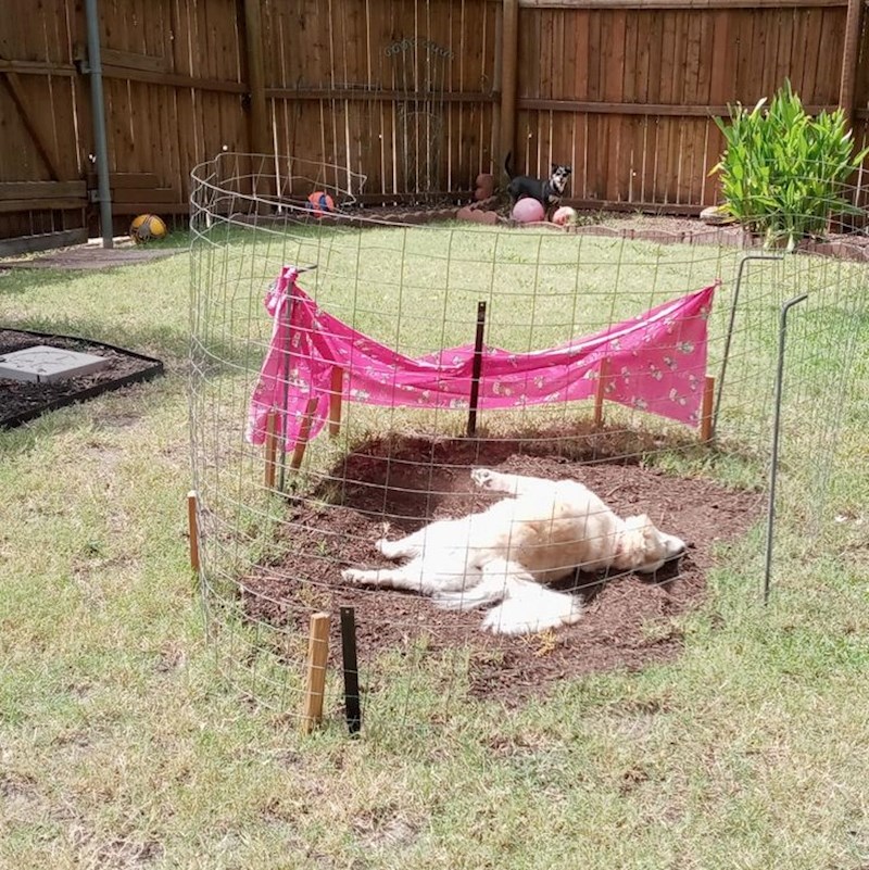 “Moj pas točno na mjestu od kojeg smo ga pokušali držati podalje.”