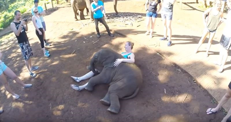 VIDEO Ovaj razigrani slonić ponaša se kao da je lagan kao perce