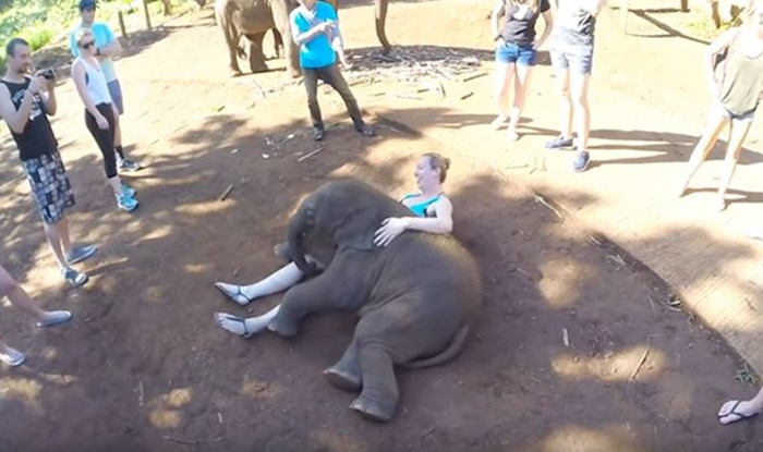 VIDEO Ovaj razigrani slonić ponaša se kao da je lagan kao perce