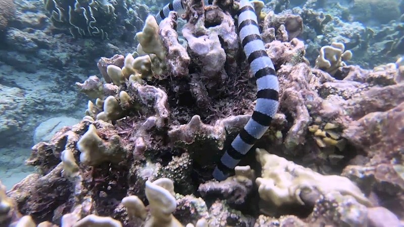 VIDEO Pogledajte nevjerojatni susret ronioca i smrtonosne morske zmije