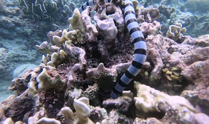 VIDEO Pogledajte nevjerojatni susret ronioca i smrtonosne morske zmije