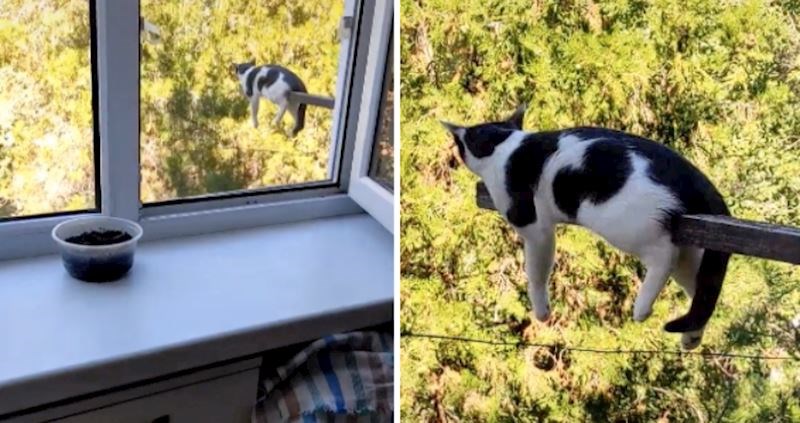 VIDEO Ova mačka ima urnebesan način opuštanja koji je oduševio milijune ljudi na TikToku