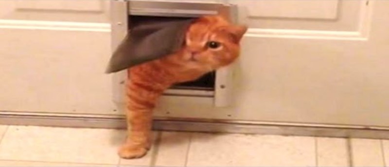 Ova mačka mogla bi imati problem pri ulasku u kuću