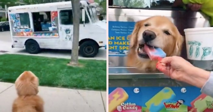 VIDEO Fredie je zlatni retriver koji najviše voli kad u njegovu ulicu dođe kamion pun sladoleda
