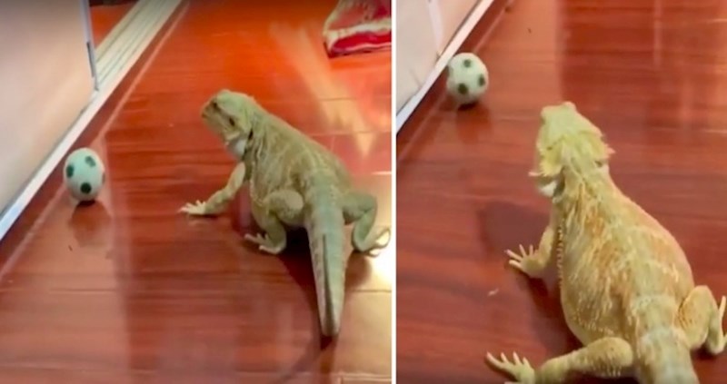 VIDEO Ova bradata agama najviše voli juriti za malom nogometnom loptom