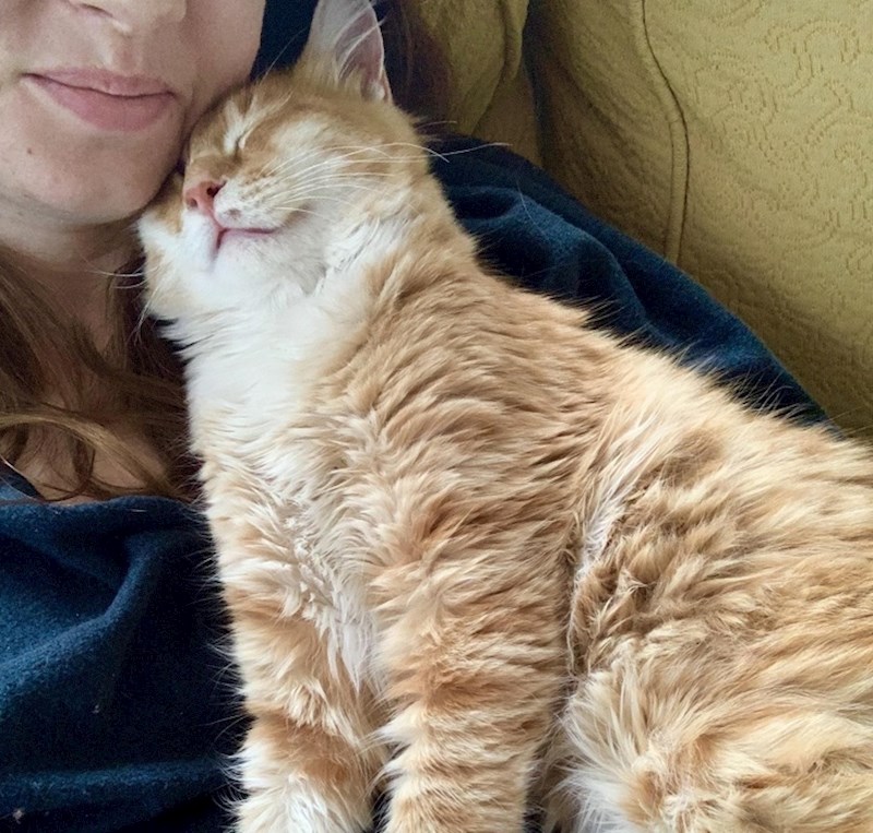 6. Mačke mogu ispuniti vašu potrebu za druženjem.