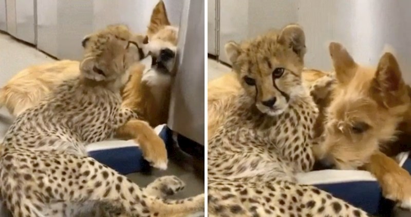 Pogledajte ove neodoljive prijatelje, maldunca geparda i psa
