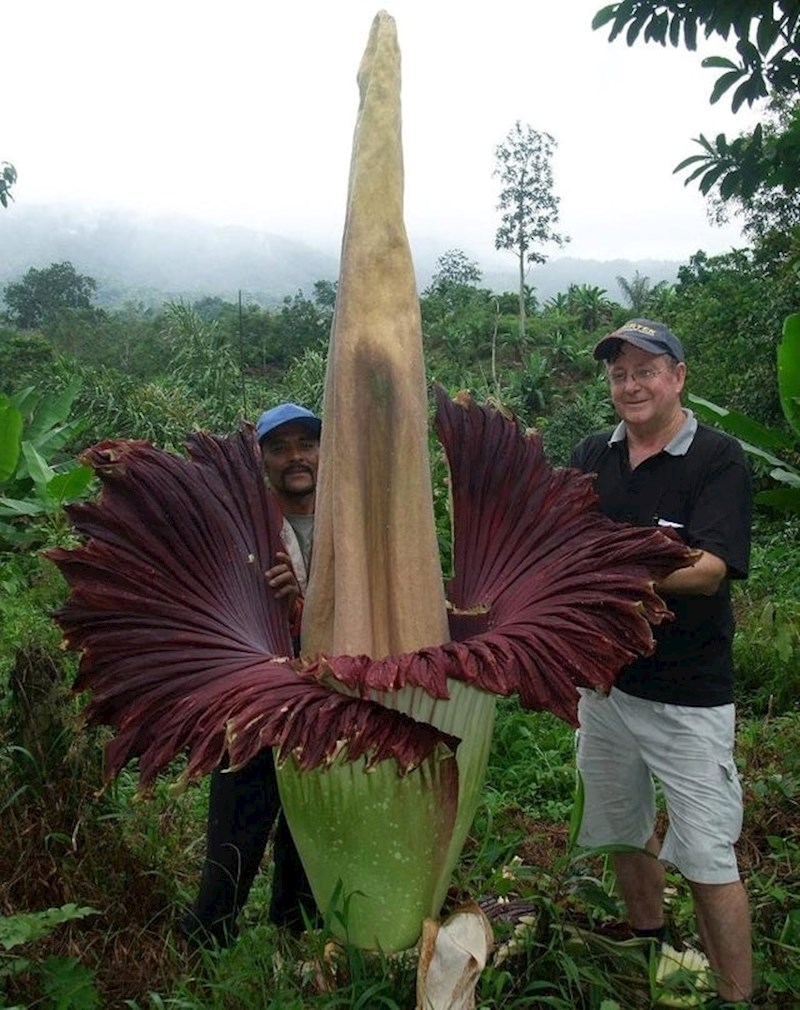 Amorphophallus Titanum kao da je s druge planete! :)