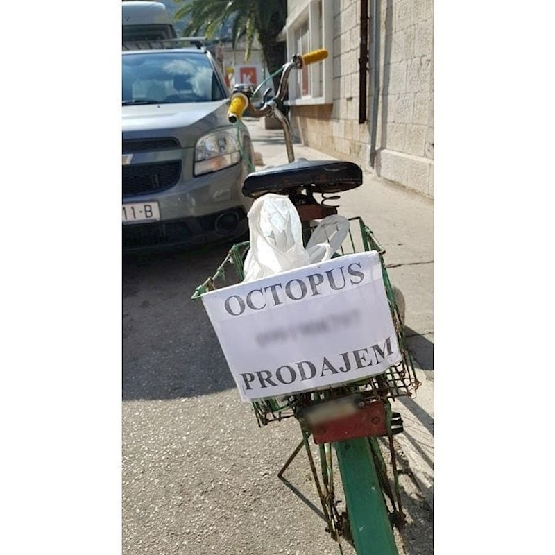 Hobotnica je uvijek tražena! :)