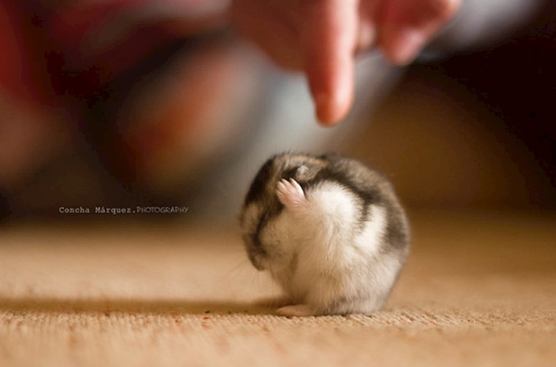 15. Ponekad samo žele biti sami.