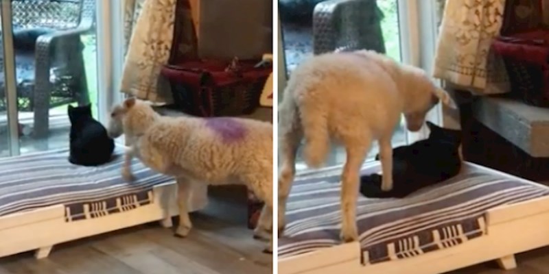 VIDEO Ovo janje odlučilo se na nešto što se mački neće nikako svidjeti