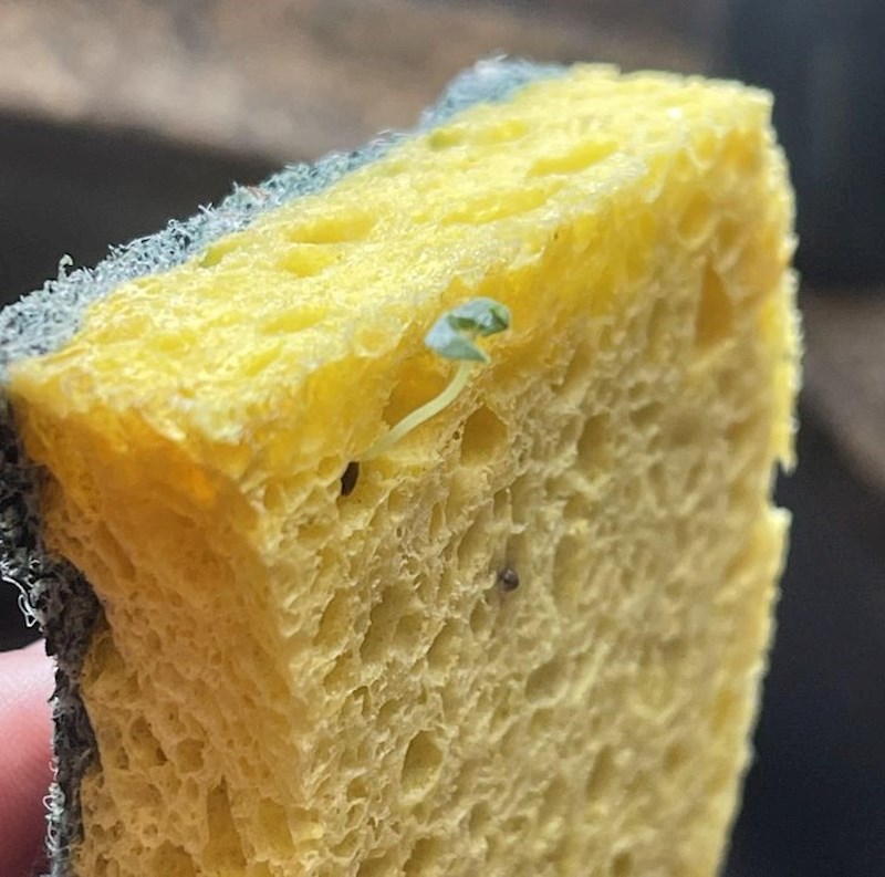 "Sjeme je izniklo iz moje spužve."