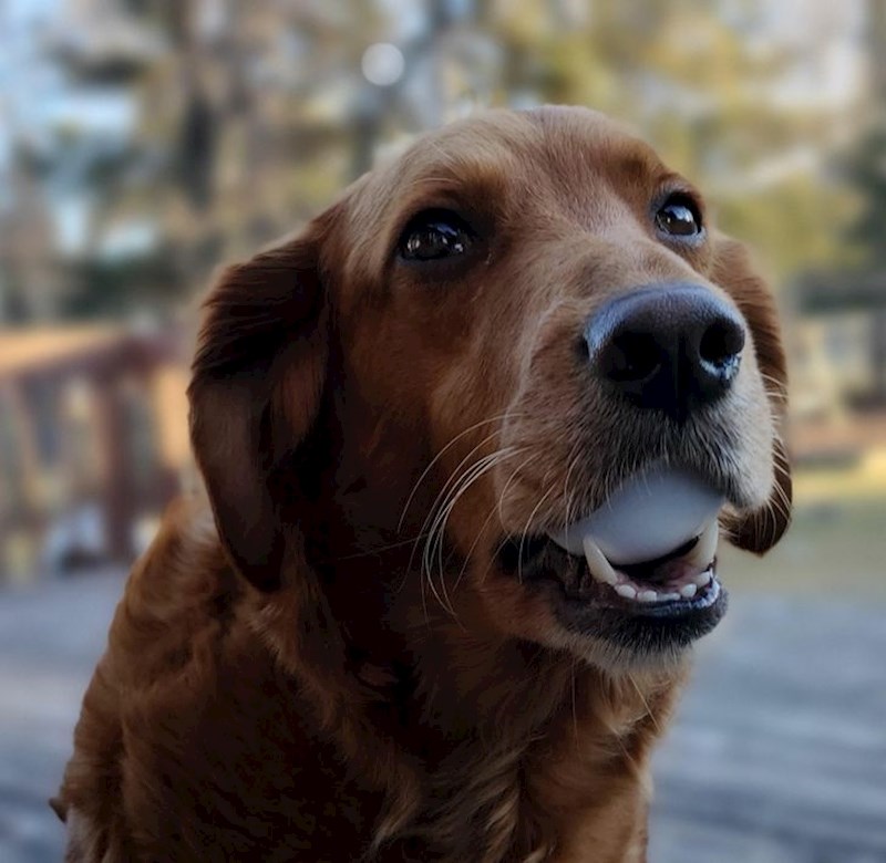 "Zlatni retriveri poznati su po tome što mogu držati jaje u ustima bez da ga slome."