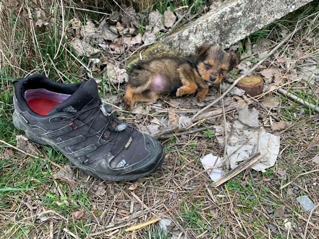 Spavao je pokraj cipele, koju je koristio kao sklonište kako bi se sakrilo od vremenskih nepogoda.