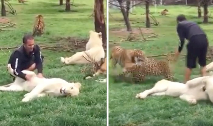 VIDEO Nevjerojatan trenutak, heroj tigar spasio je čuvara od napada leoparda