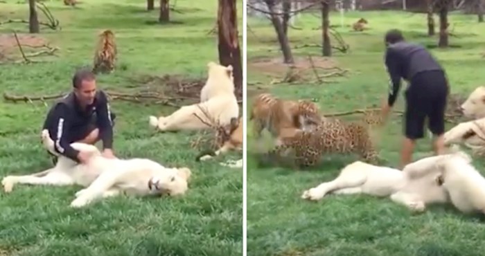 VIDEO Nevjerojatan trenutak, heroj tigar spasio je čuvara od napada leoparda