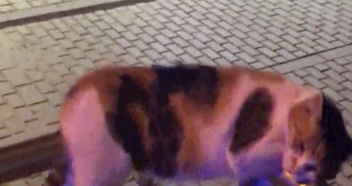 Pogledajte na kakvom čudnom mjestu je ova mačka odlučila drijemati