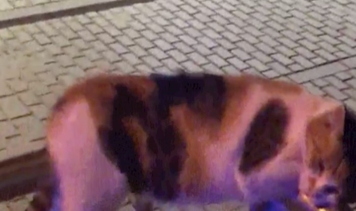 Pogledajte na kakvom čudnom mjestu je ova mačka odlučila drijemati