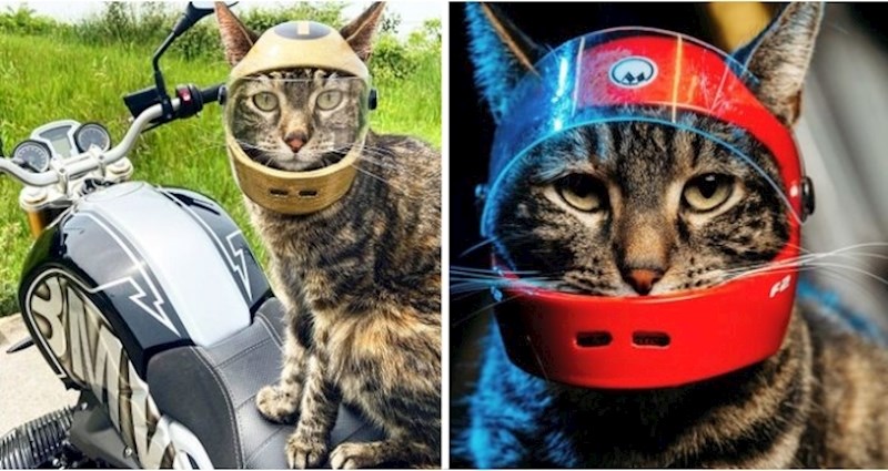 Ova mačka obožava se voziti, pa joj je vlasnik napravio kacigu i sada je prava motoristica
