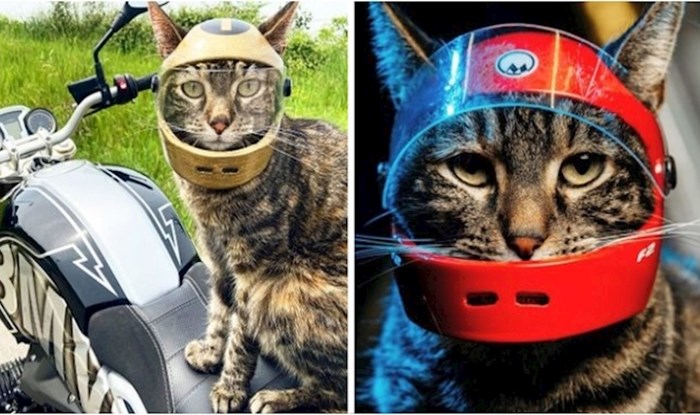 Ova mačka obožava se voziti, pa joj je vlasnik napravio kacigu i sada je prava motoristica
