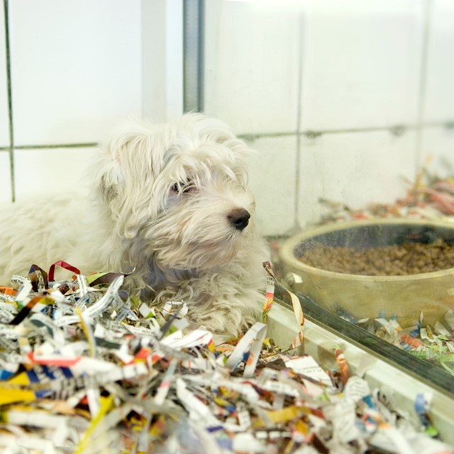 15. Rusija želi zabraniti prodaju mačaka i pasa u trgovinama za kućne ljubimce.