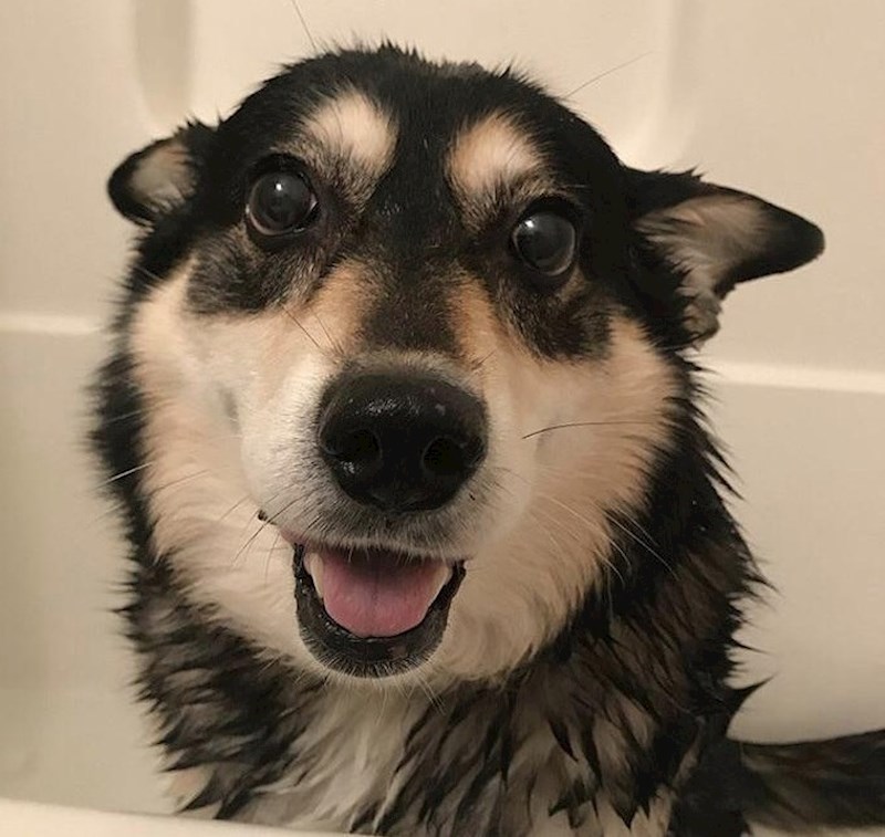 #5 "Zove se Dodgers. Ima 11 ili 12 godina i bila je sa mnom kad sam postao doktor znanosti i za vrijeme razvoda."