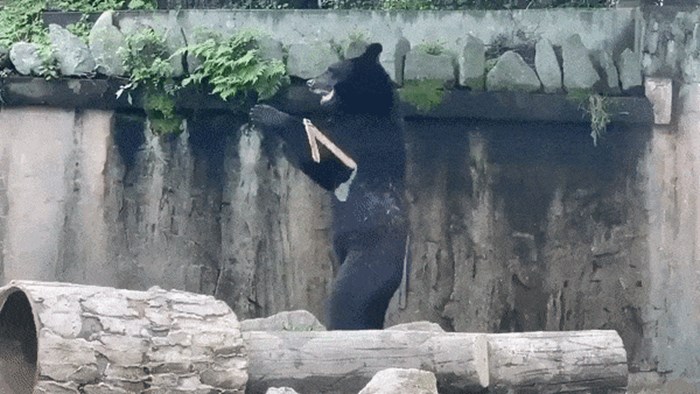 Medvjed koji ima pokrete kao pravi ninja oduševio je internet