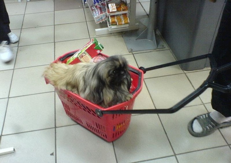 "Šah-mat svim ljudima koji se žale da se djeca voze u kolicima!"