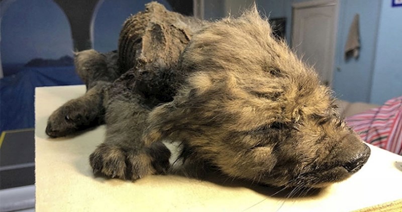 Znanstvenici su oduševljeni štencem pronaženim na Sibiru, starim 18 tisuća godina