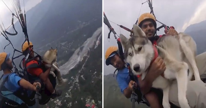 VIDEO Sibirski haski uživa u paraglajdingu na 3500 metara