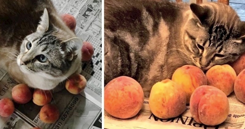 Obitelj je usvojila mačića ali tek kasnije je otkrila njegovu ljubav prema breskvama