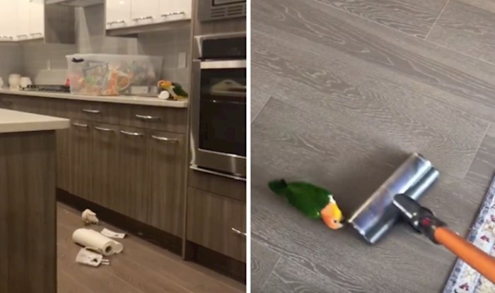 VIDEO Ova papiga obožava raditi nered po kući, pogledajte probleme koje stvara vlasnicima